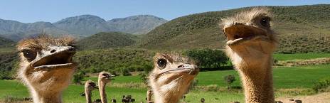 3-Day Budget Garden Route Tour