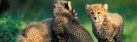 4-Day Luxury Phinda Rock Lodge