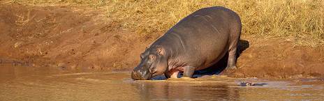 4-Day Luxury Phinda Zuka Lodge Safari