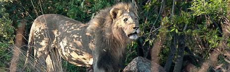 3-Day Fully Inclusive Safari to Kwa Maritane Bush Lodge