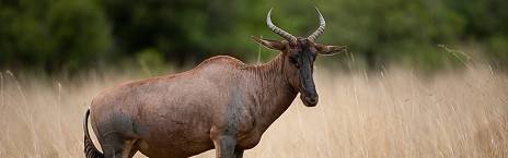 4-Day Pilanesberg Camping Safari