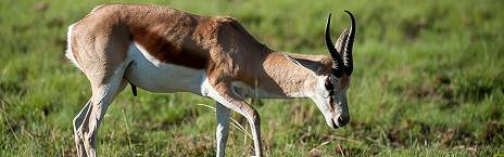 3-Day Bakubung Lodge Safari from Cape Town