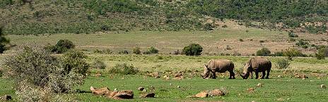 2-Day Pilanesberg Camping Safari