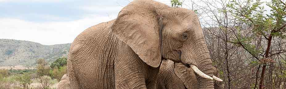 ½-Day Exclusive Pilanesberg Bakubung Safari Transfer