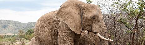 2-Day Luxury Tshukudu Lodge Fully Inclusive Safari