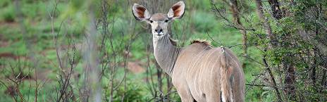 4-Day Pilanesberg - Tambuti Lodge Limted Offer