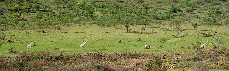4-Day Tlou Tented Safari Camp
