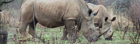 1-Day (4 + Persons) Pilanesberg 6 Hour Sunrise Safari