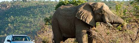 3-Day Bakubung Lodge Safari in Pilanesberg
