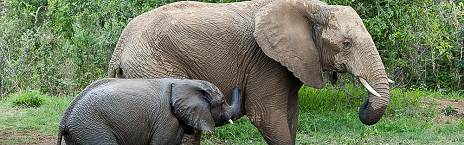3-Day Pilanesberg - Black Rhino Game Lodge