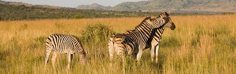 4-Day Black Rhino Game Lodge Safari Package