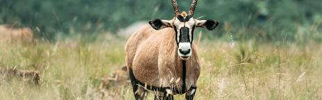 2-Day Bakubung Bush Lodge Safari in Pilanesberg