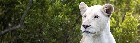 4-Day Pumba Game Reserve - May to September Special