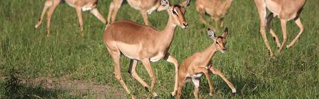 4-Day Sabi Sabi Earth Lodge Safari