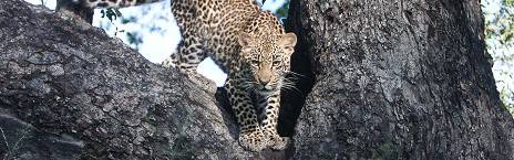 3-Day Luxury Sabi Sabi Earth Lodge Safari