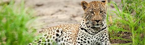 5-Day Sabi Sand Dulini River Lodge