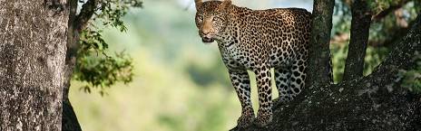 3-Day Sabi Sand Arathusa Lodge Safari