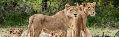 3-Day Sabi Sands Umkumbe Safari Lodge Fly-in