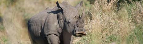 4-Day Sabi Sand Dulini Leadwood Lodge Safari