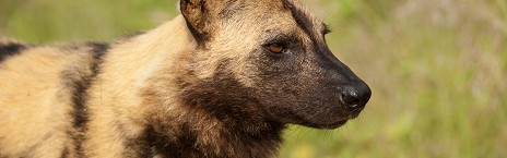 2-Day Radisson Safari in Kruger National Park