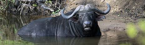 1-Day Shared Kruger Park Safari from Hoedspruit