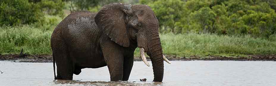 1-Day Shared Kruger National Park Safari from Hazyview