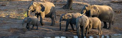 4-Day Kwazulu Natal Safari with Tembe Elephant Park