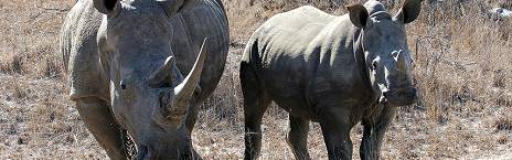 4-Day Luxury Thornybush Tangala Safari