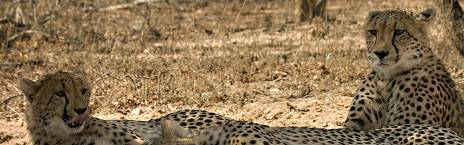 3-Day Luxury Thornybush Tangala Safari