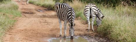 3-Day Kruger - Tangala Safari Camp