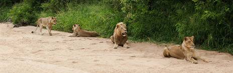 4-Day Timbavati Safari with Shindzela Tented Camp