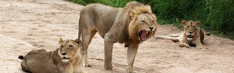 3-Day Kruger - Shindzela Tented Camp