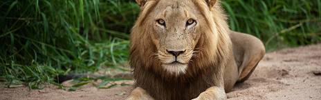 3-Day Luxury Timbavati Rockfig Safari Lodge