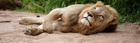 5-Day Luxury Timbavati Tanda Tula Safari Camp