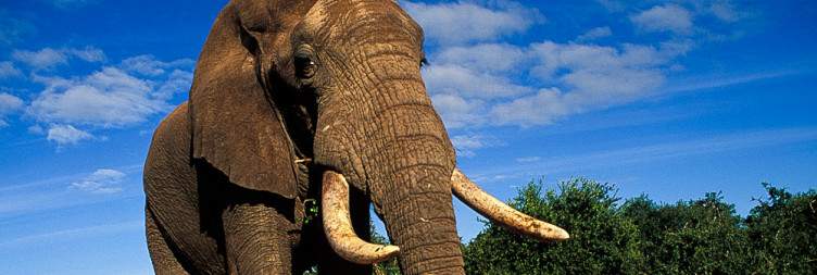 Addo Elephant Park