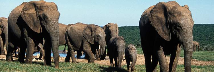 Sedgefield- Knysna - Tsitsikamma - Addo Elephant National Park