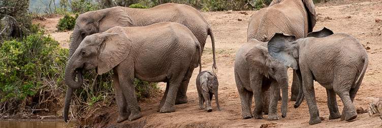 Explore Addo National Park