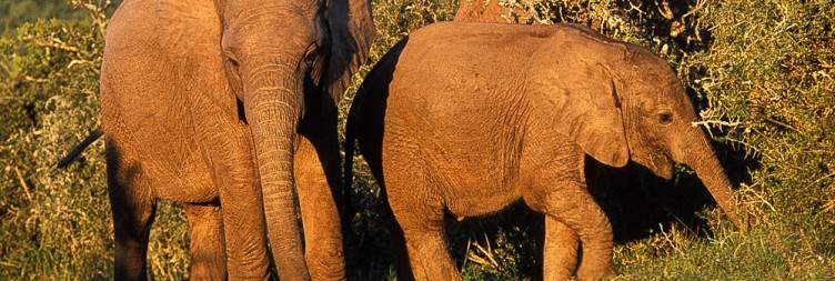 Optional Beach Activities & Addo Safari