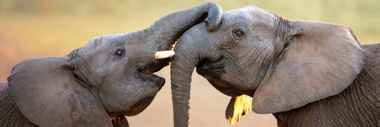 Sedgefield Knysna - Tsitsikamma - Addo Elephant National Park