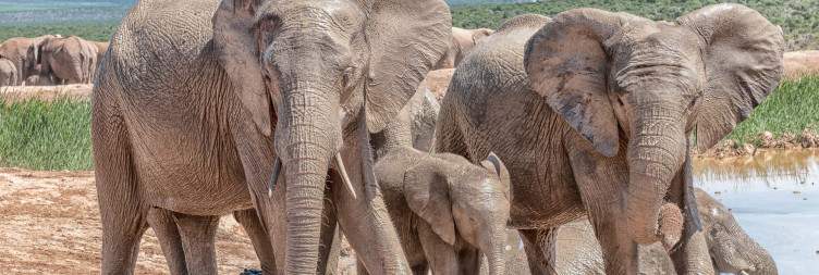 Addo Elephant Park