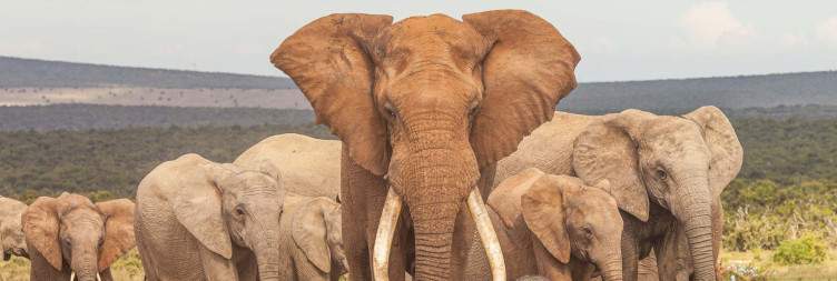 Port Elizabeth - Addo Big Five Safari - Knysna
