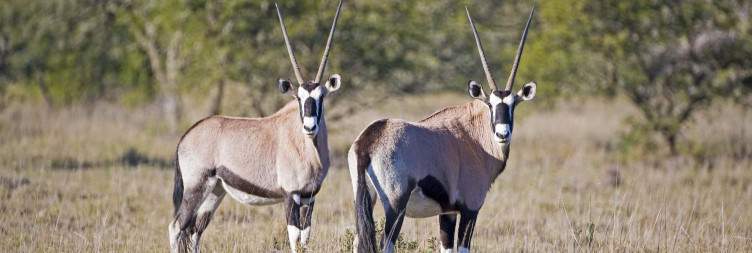 Safari in the Eastern Cape