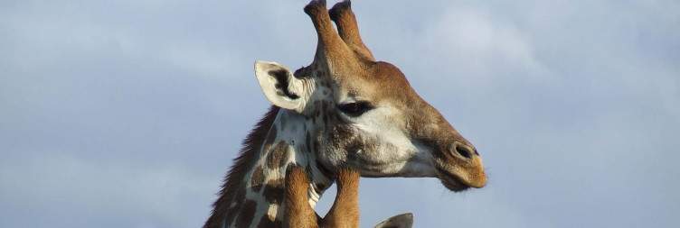 Amakhala Game Reserve