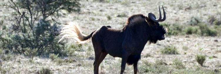 4-Day Eastern Cape Safari with Amakhala Woodbury Lodge