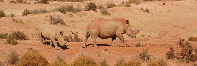 Safari Adventure in Private Game Reserve