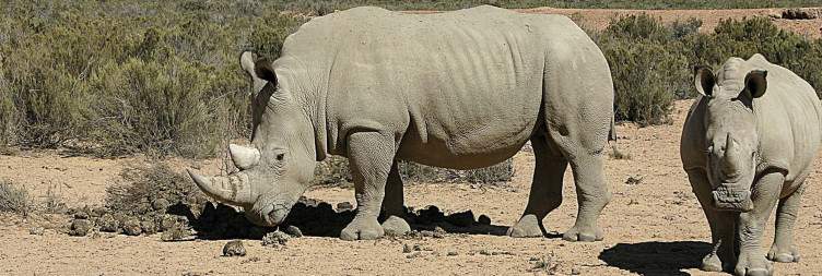 Sunrise Safari & Return to Cape Town