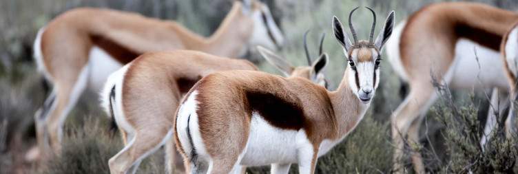 Aquila Game Reserve Safari