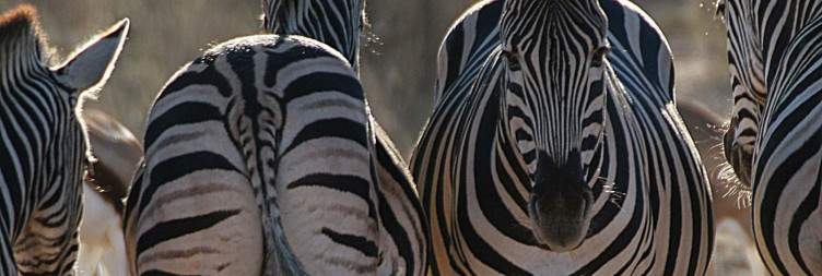 Scenic Transfer & Sunset Safari