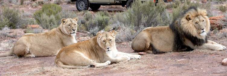 Arrival, Check-in & Sunset Safari