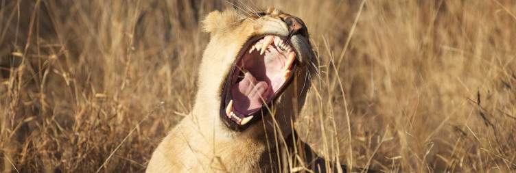 Balule Game Drive and Transfer to Marc's Treehouse